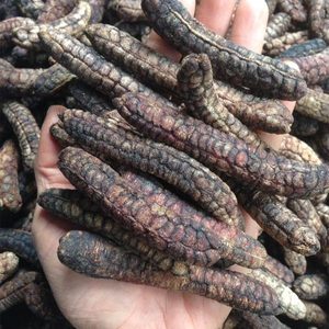 MUSA ACUMINATA, precio barato - Product Image 2