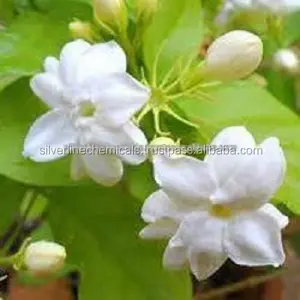 JASMINUM SAMBAC ÁGUA FLORAL