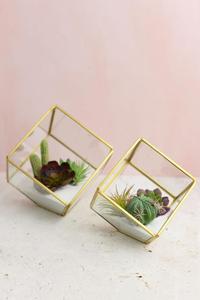 Terrario de vidrio chapado en oro Electro para plantas - Product Image 4