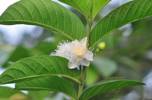 ฝรั่งแห้งสำหรับชาฝรั่งผง - Product Image 3