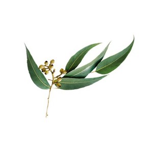 Huile essentielle d'eucalyptus globulus de qualité supérieure, 100% pure, de qualité aromatique, distillée à la vapeur, certifiée GMP, fournisseurs directs d'Inde - Product Image 5