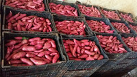 Hoge Kwaliteit Japanse Zoete In 2024 Zoete Aardappel Goedkope Prijs