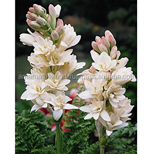 Tuberose น้ำมันหอมระเหยบริสุทธิ์ (Polianthes tuberosa) 100% น้ำมันหอมระเหยบริสุทธิ์ - Product Image 1
