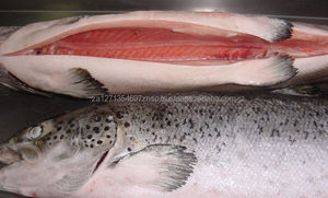 Saumon froid congelé et saumon atlantique congelé, paquet de 1 kg, durée de conservation de 2 ans, origine Afrique du Sud, vitamines, sans additifs - Product Image 2
