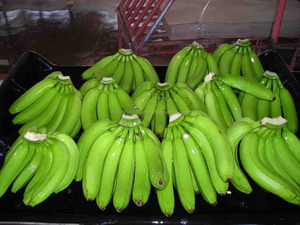 กาเวนดิชกล้วยเวียดนาม/คุณภาพสูง/กล้วยสด - Product Image 3