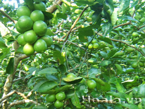 มะนาวเขียวสดมะนาวไร้เมล็ดสด - Product Image 6