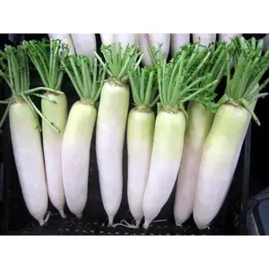 Fresh white radish / Wholesale turnip Best price
