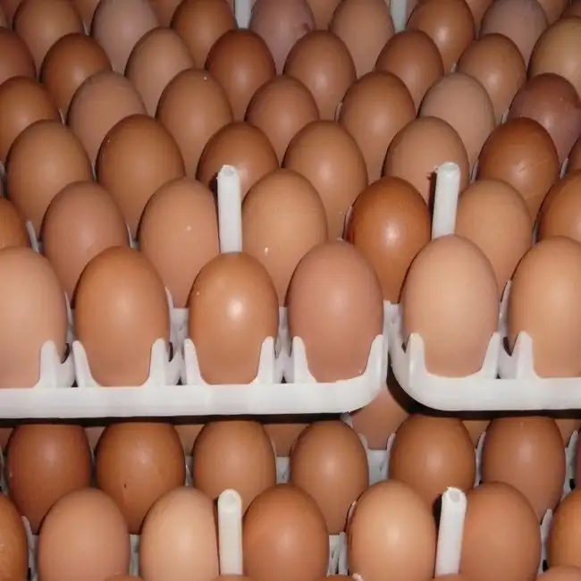 닭고기 달걀 크고 중간 크기의 닭고기 달걀 신선하고 비옥 한 계란