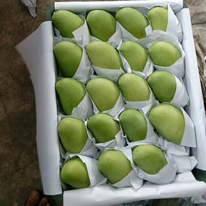 Penawaran Mangga Kucing CHU/<span class=keywords><strong>THAI</strong></span> Mangga dari VIETNAM