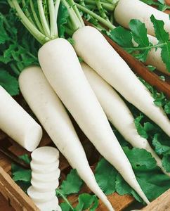 DAIKON FRAIS DE LA NOUVELLE RÉCOLTE DU VIETNAM en 2021 - Product Image 1