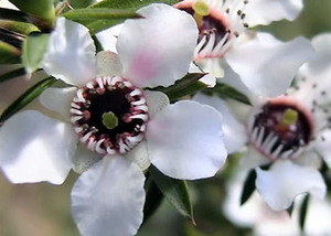 Premium Manuka <b>Essential</b> <b>Oil</b>: 100 % Pure Organic <b>Oil</b> Export Private Label Wholesale Supply for Skin & <b>Hair</b> Care, Aromatherapy - Product Image 5