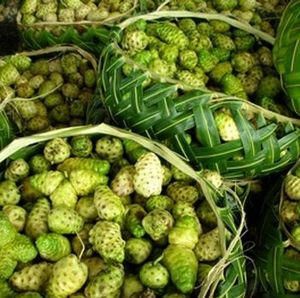 Poudre de Noni Morinda de haute qualité, fruits frais, meilleur prix - Product Image 5