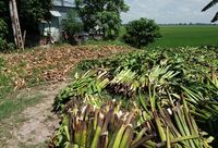 Eichhornia crasipes kering