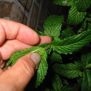 น้ำมันหอมระเหยสเปียร์มิ้นท์บริสุทธิ์สำหรับผิวผมและธรรมชาติเกรดการรักษาสำหรับทุกสภาพผิว - Product Image 2