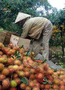 Rambutan en Venta para Exportadores - Product Image 3