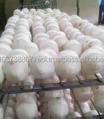 Noix de coco verte fraîche/fruits de cacao frais - Product Image 6