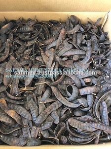 Gleditsia triacanthos Boket Vietnam févier - Product Image 5