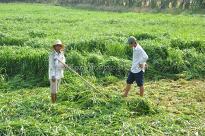 Jerami/Rumput GUINEA untuk Sapi