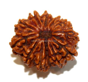 Gemmes Rudraksha à personnaliser, 22 Mm, pierres précieuses à customiser, motifs: 12 Mukhi, visage du népal, NP pour la deuxième fête - Product Image 1