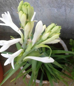 Tuberose น้ำมันหอมระเหยบริสุทธิ์ (Polianthes tuberosa) 100% น้ำมันหอมระเหยบริสุทธิ์ - Product Image 3