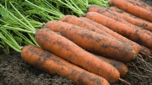 Offre Spéciale vietnam meilleure nouvelle carotte fraîche/carotte soupe carotte en 2023 de haute qualité - Product Image 3