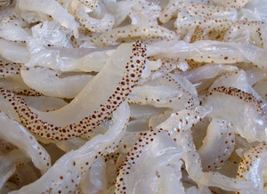 อาหารทะเลสด: เค็ม jellyfish_best ราคา _ คุณภาพสูง/ - Product Image 5