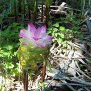 น้ำมันหอมระเหยเซโดอารีอาบริสุทธิ์ ขายส่ง 100% น้ำมันรากขมิ้นเซโดอารีอาธรรมชาติ สำหรับอโรมาเธอราพี ดูแลผิว และนวด ผู้ส่งออกจำนวนมาก - Product Image 2