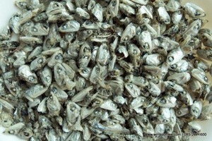 Cabeza de Anchoa para Alimentación Animal o Fertilizante - Product Image 2