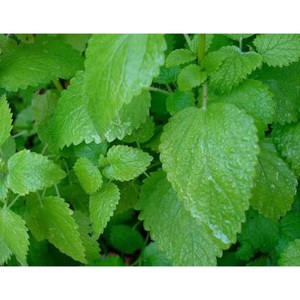 น้ำมันหอมระเหยแอนธ์เมส โนบิลิส แอล (เลมอนบาล์ม) เกรดสูง 100% บริสุทธิ์จากธรรมชาติ ของ JANVI HERBS ผลิตจากน้ำดอกไม้ด้วยการกลั่นด้วยไอน้ำ - Product Image 5