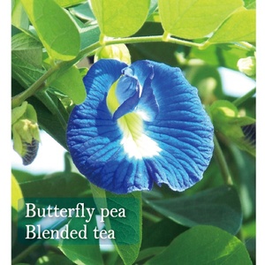 Thé détoxifiant aux herbes amincissantes japonaises OEM, thé en sachet de pois papillon, avec étiquette privée, emballage en vrac disponible - Product Image 2