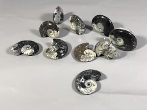 Goniatite sculptée en pierre, 2-20 cm, ronde, décoration d'intérieur, sculpture unique d'ammonite - Product Image 2