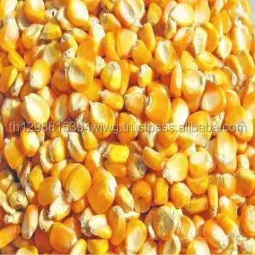 YELLOW MAIZE / YELLOW CORN FOR ANIMAL FEED