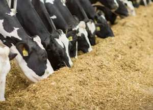 Ensilage de maïs-ensilage de maïs origine vietnam 2022 - Product Image 6