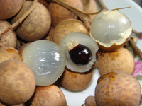 Buah Longan segar dari Vietnam Harga ekonomis untuk buah segar Premium