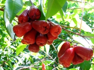 VENTA AL POR MAYOR BELL FRUIT ALTA CALIDAD VIETNAM - Product Image 4