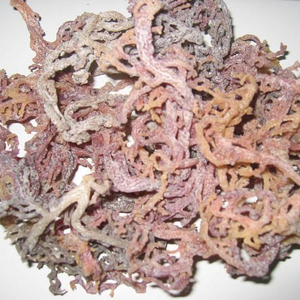 Algues marines séchées Cottonii - Gracilaria - Algues Poseidon/ Vacances - Product Image 6