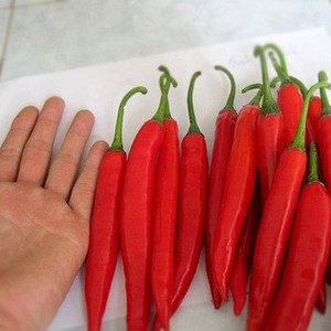 Chile fresco con descuento | Chile seco a precios competitivos | La mejor opción en Vietnam 2024 - Product Image 3