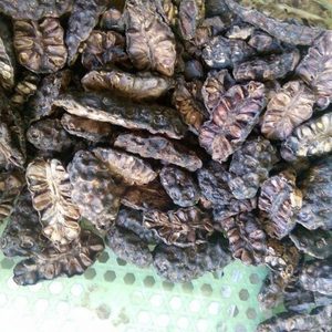 Poudre de Noni - Morinda 100% Naturelle/ Poudre de fruit de Noni du Vietnam - Product Image 5