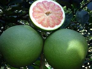 PEAU VERTE POMELO-JUS DE PAMPLEMOUSSE-CULTURE MEILLEUR <span class=keywords><strong>FRUIT</strong></span> - Product Image 3