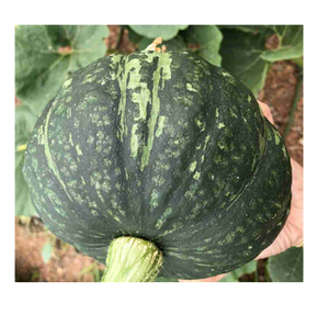 New Crop Japan <b>Fresh</b> <b>Pumpkin</b> Fruit/ Vietnamese Organic <b>Fresh</b> <b>Pumpkin</b> - Product Image 1