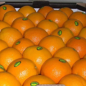 Fruta Cítrica Fresca de Alta Calidad Tipo Pomelo/ Naranja Valencia/ Naranjas Navel/ Mandarina/ Grado Uno Sudáfrica - Product Image 1