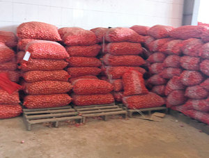 EXPORTAR UNIÓN ROJA FRESCA CON CALIDAD PREMIUM/PRECIO BARATO ESPECIAL UNIÓN ESPECIAS - Product Image 3