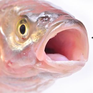 Health Booster <strong>Feed</strong> Additives for Efficient Catfish Farming - Product Image 4