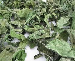 VENTA CALIENTE VERDE SHISO PERILLA ALTA CALIDAD Y MEJOR PRECIO - Product Image 4