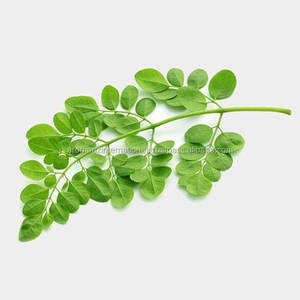 Huile porteuse de Moringa oleifera certifiée GMP pressée à froid sous forme liquide de fournisseurs indiens - Product Image 5