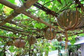 Citrouille fraîche, g, prix pour ferme, exportation - Product Image 2