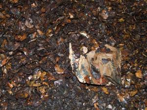 Meilleur prix pour les résidus de coquilles de noix de cajou / Coquilles de noix de cajou - Product Image 3