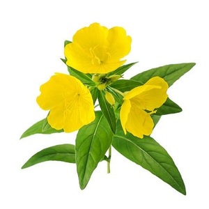 100% Pure Natural Steam Extracted Evening Primrose <b>Oil</b> Bulk 100% Pure Australia Primrose <b>Oil</b> Seeds for Skin Care Use - Product Image 3