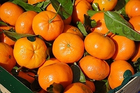 Top Vietnam 100% Calamansi fresco/naranja dulce a la venta/Ms Holiday - Product Image 3