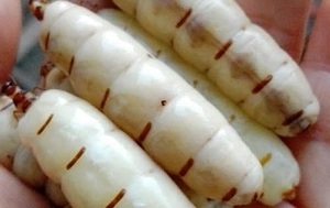 ราชินีมดที่ดีที่สุดราคาถูกจากเวียดนาม - Product Image 4